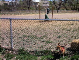 Englewood Canine Corral Dog Park